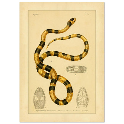 Prächtige Erythrolampra Schlangen-Reproduktion: Antike Illustration (21x29,7 cm (A4)). Zoologische Illustrationstafel einer Schlange mit leuchtenden schwarzen und gelben Ringen, mit detaillierten Zeichnungen ihres Kopfes.