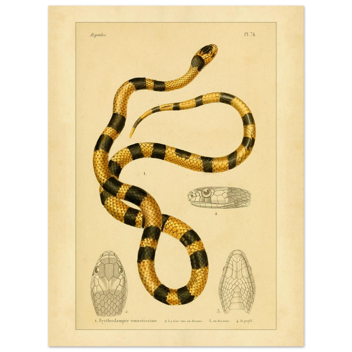 Prächtige Erythrolampra Schlangen-Reproduktion: Antike Illustration (30x40 cm). Zoologische Illustrationstafel einer Schlange mit leuchtenden schwarzen und gelben Ringen, mit detaillierten Zeichnungen ihres Kopfes.