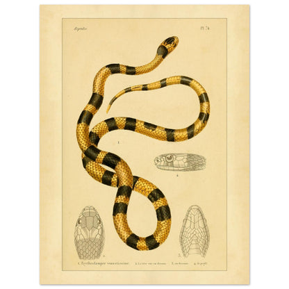 Prächtige Erythrolampra Schlangen-Reproduktion: Antike Illustration (30x40 cm). Zoologische Illustrationstafel einer Schlange mit leuchtenden schwarzen und gelben Ringen, mit detaillierten Zeichnungen ihres Kopfes.