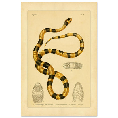 Prächtige Erythrolampra Schlangen-Reproduktion: Antike Illustration (40x60 cm). Zoologische Illustrationstafel einer Schlange mit leuchtenden schwarzen und gelben Ringen, mit detaillierten Zeichnungen ihres Kopfes.
