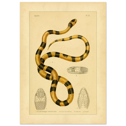 Prächtige Erythrolampra Schlangen-Reproduktion: Antike Illustration (42x59,4 cm (A2)). Zoologische Illustrationstafel einer Schlange mit leuchtenden schwarzen und gelben Ringen, mit detaillierten Zeichnungen ihres Kopfes.