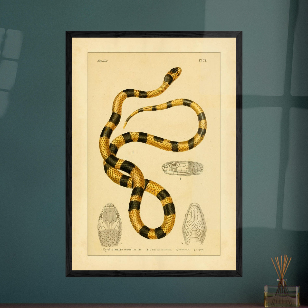 Prächtige Erythrolampra Schlangen-Reproduktion: Antike Illustration. Zoologische Illustrationstafel einer Schlange mit leuchtenden schwarzen und gelben Ringen, mit detaillierten Zeichnungen ihres Kopfes.
