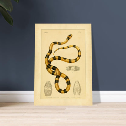 Prächtige Erythrolampra Schlangen-Reproduktion: Antike Illustration. Zoologische Illustrationstafel einer Schlange mit leuchtenden schwarzen und gelben Ringen, mit detaillierten Zeichnungen ihres Kopfes.