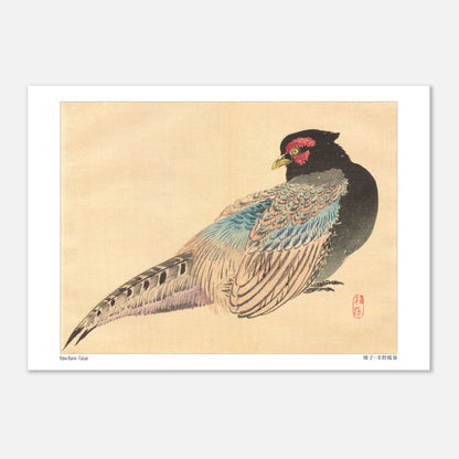Illustration naturaliste d'un Faisan, estampe de Kōno Bairei (21x29,7 cm (A4)). Une illustration naturaliste de Kōno Bairei représentant un faisan.