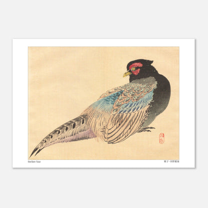 Illustration naturaliste d'un Faisan, estampe de Kōno Bairei (29,7x42 cm (A3)). Une illustration naturaliste de Kōno Bairei représentant un faisan.