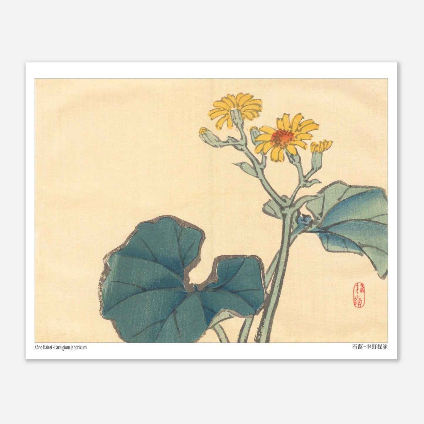 Illustration Botanique du Farfugium Japonicum par Kōno Bairei (20x25 cm). Illustration japonaise d'une plante avec de grandes feuilles vertes et des fleurs jaunes.