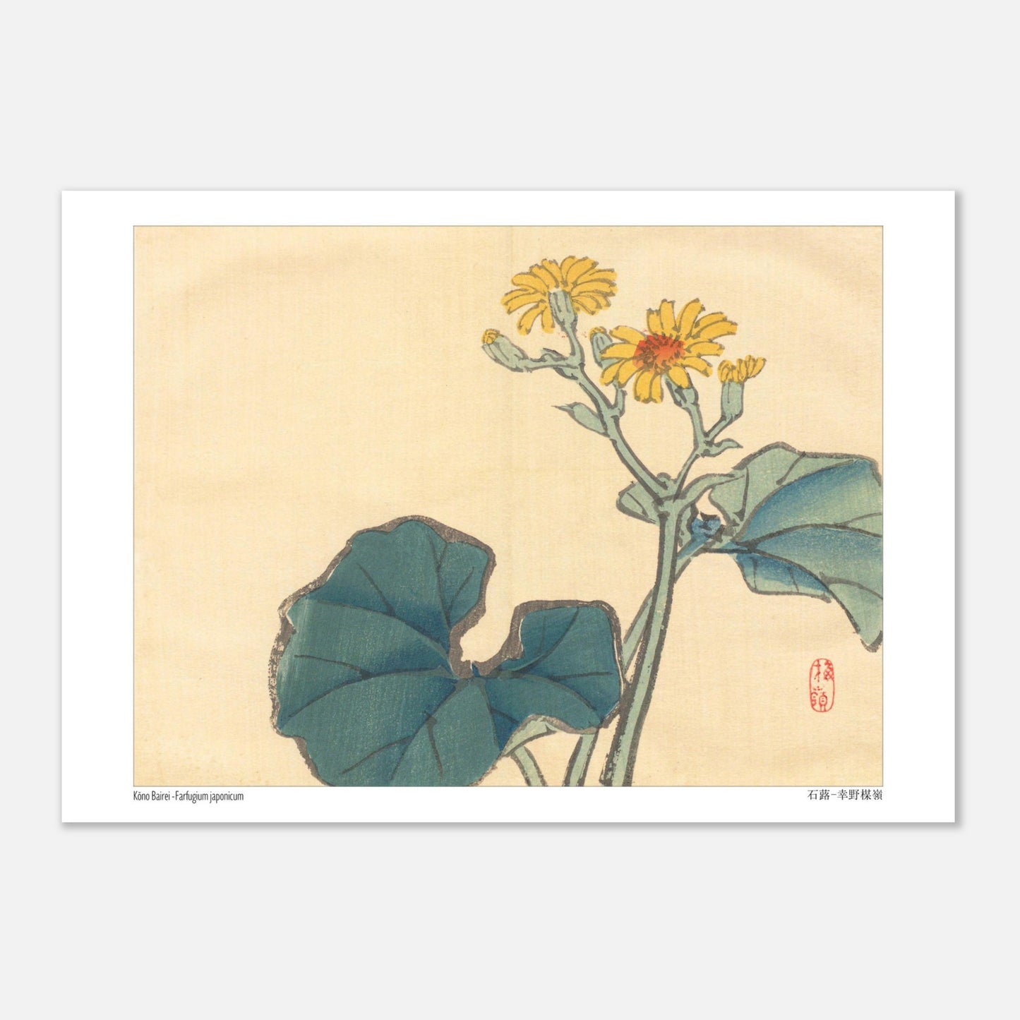 Illustration Botanique du Farfugium Japonicum par Kōno Bairei (21x29,7 cm (A4)). Illustration japonaise d'une plante avec de grandes feuilles vertes et des fleurs jaunes.
