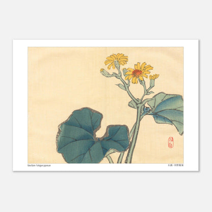 Illustration Botanique du Farfugium Japonicum par Kōno Bairei (21x29,7 cm (A4)). Illustration japonaise d'une plante avec de grandes feuilles vertes et des fleurs jaunes.