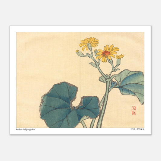 Illustration Botanique du Farfugium Japonicum par Kōno Bairei (27x35 cm). Illustration japonaise d'une plante avec de grandes feuilles vertes et des fleurs jaunes.