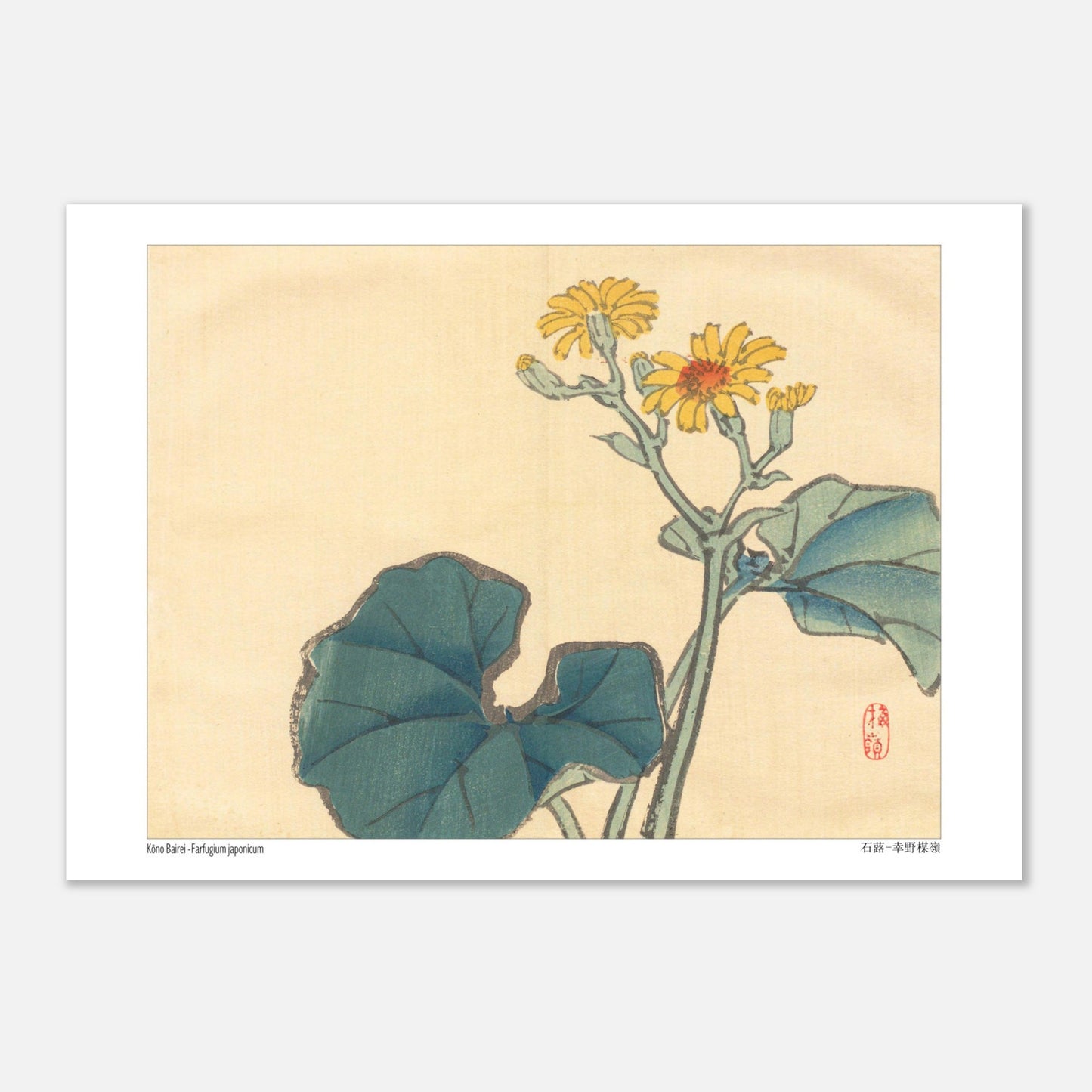 Illustration Botanique du Farfugium Japonicum par Kōno Bairei (29,7x42 cm (A3)). Illustration japonaise d'une plante avec de grandes feuilles vertes et des fleurs jaunes.