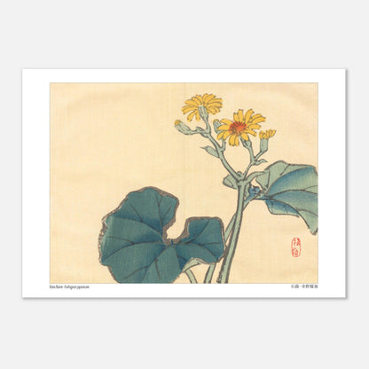Illustration Botanique du Farfugium Japonicum par Kōno Bairei (29,7x42 cm (A3)). Illustration japonaise d'une plante avec de grandes feuilles vertes et des fleurs jaunes.