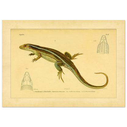 Zweibänder-Gerrhosaurus: Antike wissenschaftliche Echsen-Illustration (21x29,7 cm (A4)). Antike wissenschaftliche Illustration einer Girdelschleiche mit Darstellungen ihres Kopfes.