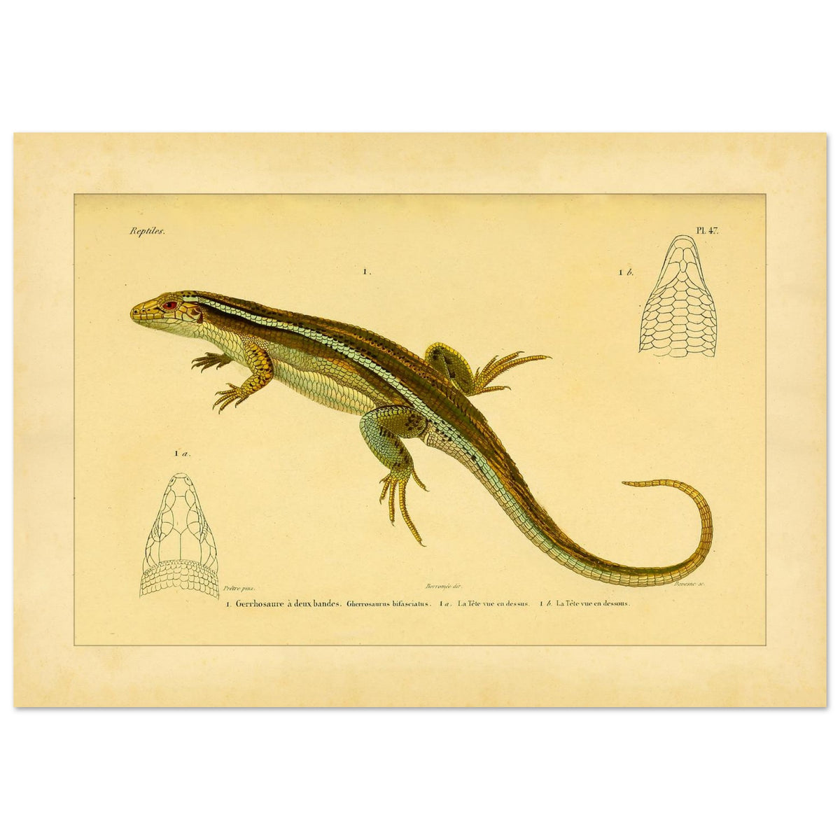 Zweibänder-Gerrhosaurus: Antike wissenschaftliche Echsen-Illustration (29,7x42 cm (A3)). Antike wissenschaftliche Illustration einer Girdelschleiche mit Darstellungen ihres Kopfes.