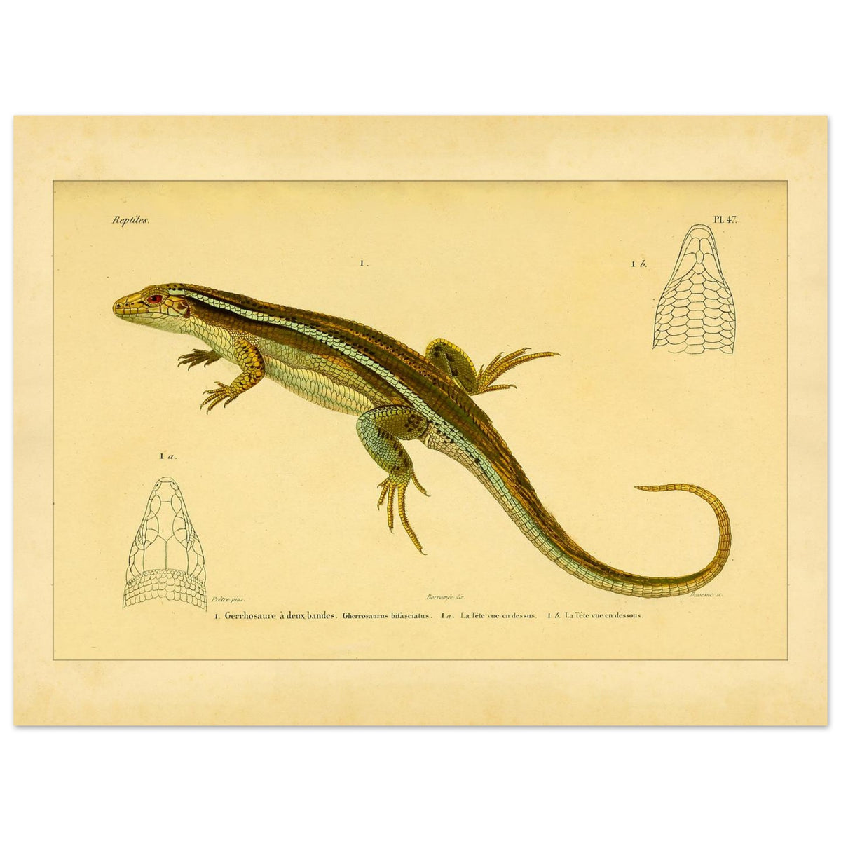 Zweibänder-Gerrhosaurus: Antike wissenschaftliche Echsen-Illustration (30x40 cm). Antike wissenschaftliche Illustration einer Girdelschleiche mit Darstellungen ihres Kopfes.