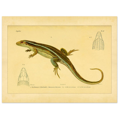 Zweibänder-Gerrhosaurus: Antike wissenschaftliche Echsen-Illustration (30x40 cm). Antike wissenschaftliche Illustration einer Girdelschleiche mit Darstellungen ihres Kopfes.