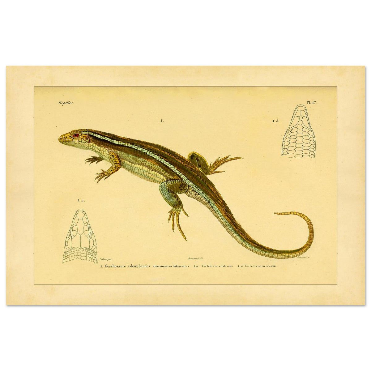 Zweibänder-Gerrhosaurus: Antike wissenschaftliche Echsen-Illustration (40x60 cm). Antike wissenschaftliche Illustration einer Girdelschleiche mit Darstellungen ihres Kopfes.