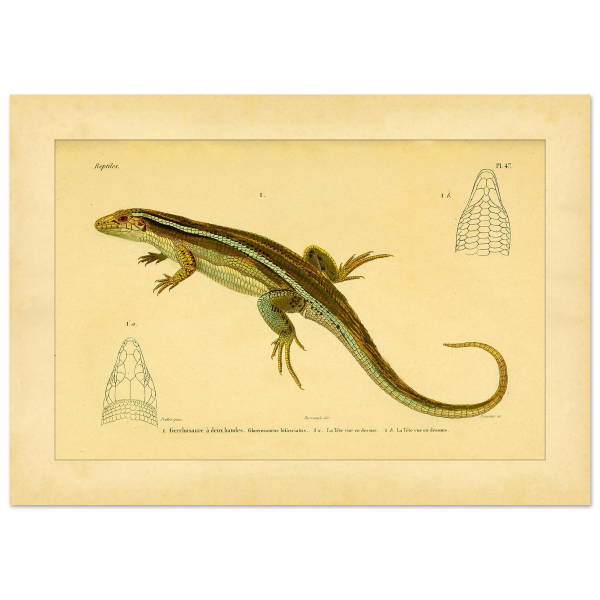 Zweibänder-Gerrhosaurus: Antike wissenschaftliche Echsen-Illustration (42x59,4 cm (A2)). Antike wissenschaftliche Illustration einer Girdelschleiche mit Darstellungen ihres Kopfes.