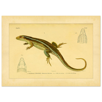 Zweibänder-Gerrhosaurus: Antike wissenschaftliche Echsen-Illustration (50x70 cm). Antike wissenschaftliche Illustration einer Girdelschleiche mit Darstellungen ihres Kopfes.