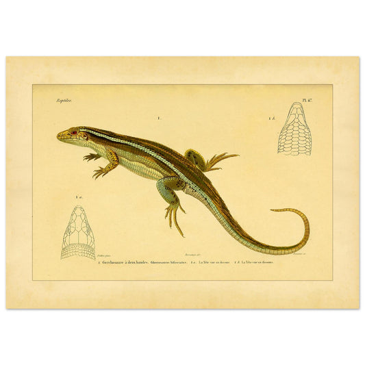 Zweibänder-Gerrhosaurus: Antike wissenschaftliche Echsen-Illustration (50x70 cm). Antike wissenschaftliche Illustration einer Girdelschleiche mit Darstellungen ihres Kopfes.