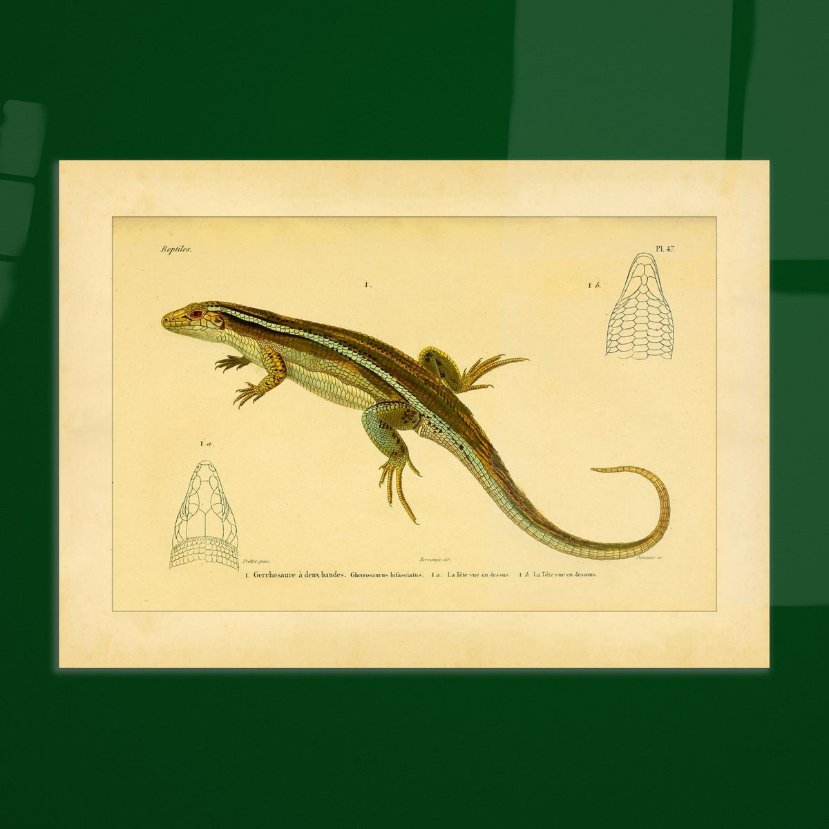 Zweibänder-Gerrhosaurus: Antike wissenschaftliche Echsen-Illustration. Antike wissenschaftliche Illustration einer Girdelschleiche mit Darstellungen ihres Kopfes.