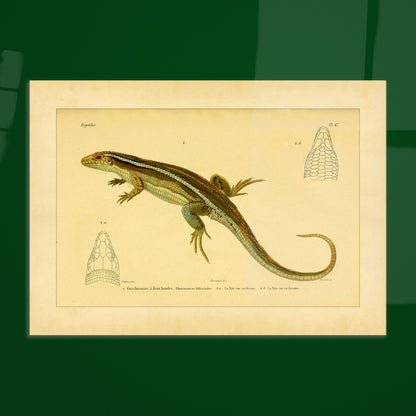Zweibänder-Gerrhosaurus: Antike wissenschaftliche Echsen-Illustration. Antike wissenschaftliche Illustration einer Girdelschleiche mit Darstellungen ihres Kopfes.