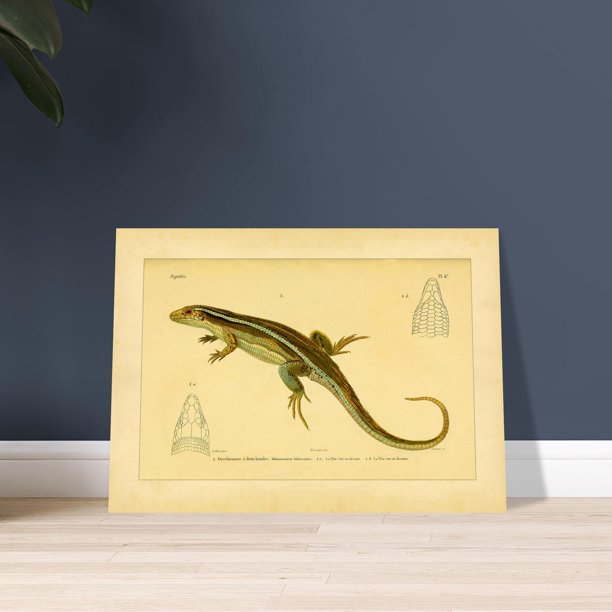 Zweibänder-Gerrhosaurus: Antike wissenschaftliche Echsen-Illustration. Antike wissenschaftliche Illustration einer Girdelschleiche mit Darstellungen ihres Kopfes.