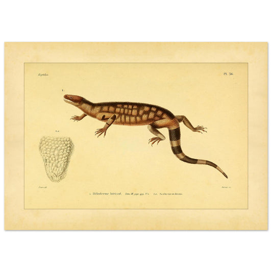 Borstige Krustenechse: Reproduktion einer naturkundlichen Reptilienillustration (50x70 cm). Alte wissenschaftliche Tafel einer Skorpions-Krustenechse, die das ganze Tier und eine Ansicht seines Kopfes zeigt.