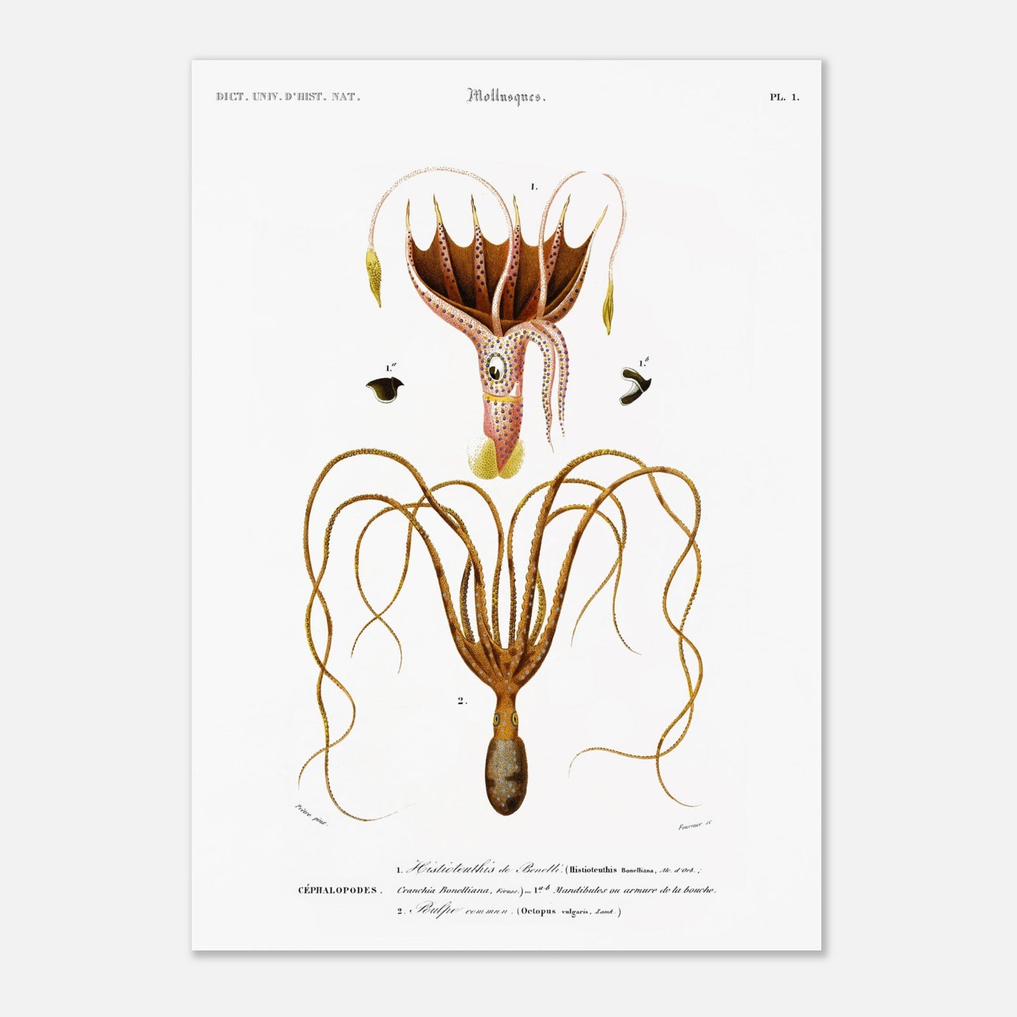 Illustration de céphalopode : Histioteuthis de Bonelli par d'Orbigny (29,7x42 cm (A3)). Planche naturaliste ancienne représentant un céphalopode, l'Histioteuthis de Bonelli, avec des détails sur sa morphologie et ses parties.