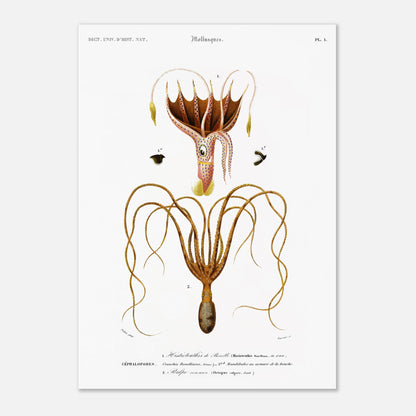 Illustration de céphalopode : Histioteuthis de Bonelli par d'Orbigny (29,7x42 cm (A3)). Planche naturaliste ancienne représentant un céphalopode, l'Histioteuthis de Bonelli, avec des détails sur sa morphologie et ses parties.