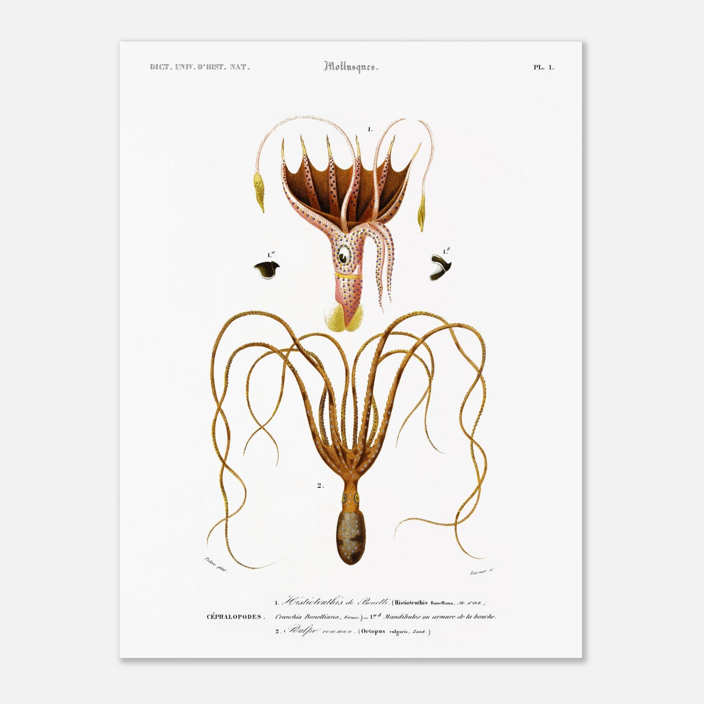 Illustration de céphalopode : Histioteuthis de Bonelli par d'Orbigny (30x40 cm). Planche naturaliste ancienne représentant un céphalopode, l'Histioteuthis de Bonelli, avec des détails sur sa morphologie et ses parties.