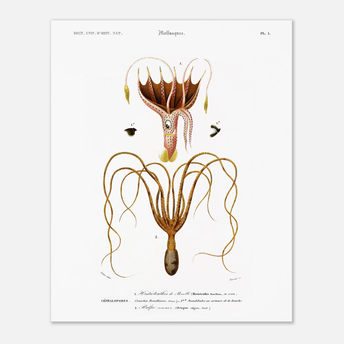 Illustration de céphalopode : Histioteuthis de Bonelli par d'Orbigny (40x50 cm). Planche naturaliste ancienne représentant un céphalopode, l'Histioteuthis de Bonelli, avec des détails sur sa morphologie et ses parties.