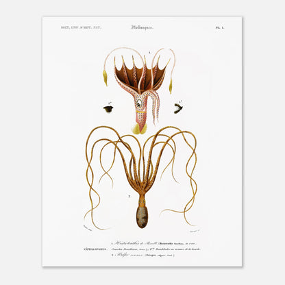 Illustration de céphalopode : Histioteuthis de Bonelli par d'Orbigny (40x50 cm). Planche naturaliste ancienne représentant un céphalopode, l'Histioteuthis de Bonelli, avec des détails sur sa morphologie et ses parties.