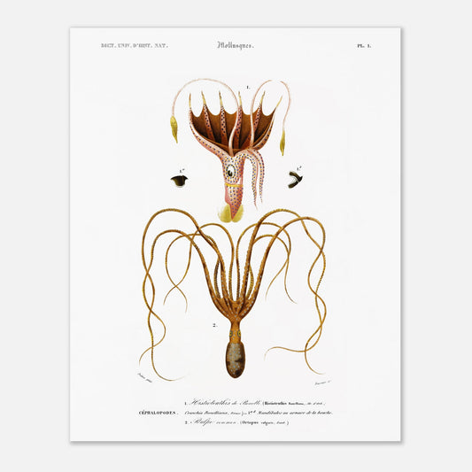 Illustration de céphalopode : Histioteuthis de Bonelli par d'Orbigny (40x50 cm). Planche naturaliste ancienne représentant un céphalopode, l'Histioteuthis de Bonelli, avec des détails sur sa morphologie et ses parties.