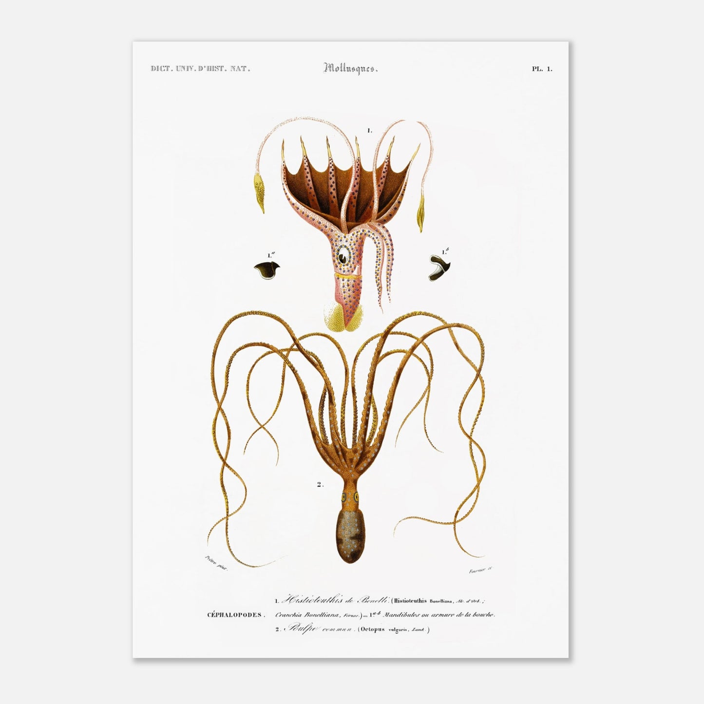 Illustration de céphalopode : Histioteuthis de Bonelli par d'Orbigny (42x59,4 cm (A2)). Planche naturaliste ancienne représentant un céphalopode, l'Histioteuthis de Bonelli, avec des détails sur sa morphologie et ses parties.