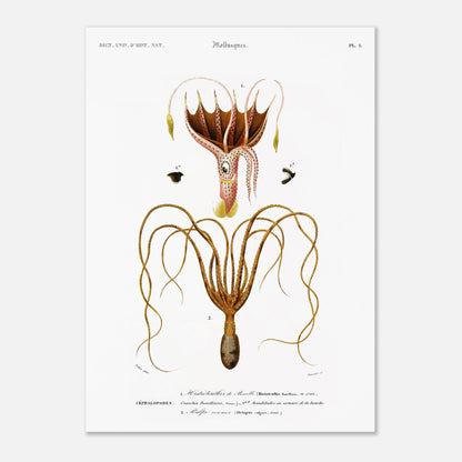 Illustration de céphalopode : Histioteuthis de Bonelli par d'Orbigny (50x70 cm). Planche naturaliste ancienne représentant un céphalopode, l'Histioteuthis de Bonelli, avec des détails sur sa morphologie et ses parties.