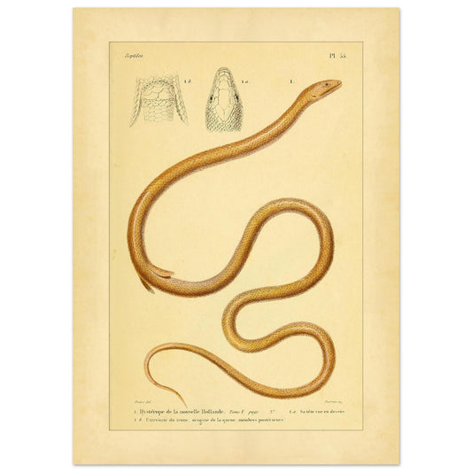 Neuholländischer Hysteropus: Antike naturkundliche Illustration (50x70 cm). Alte naturkundliche Illustration einer Schlange, des Hysteropus aus Neuholland, mit Ansichten des Kopfes und der Schwanzspitze.