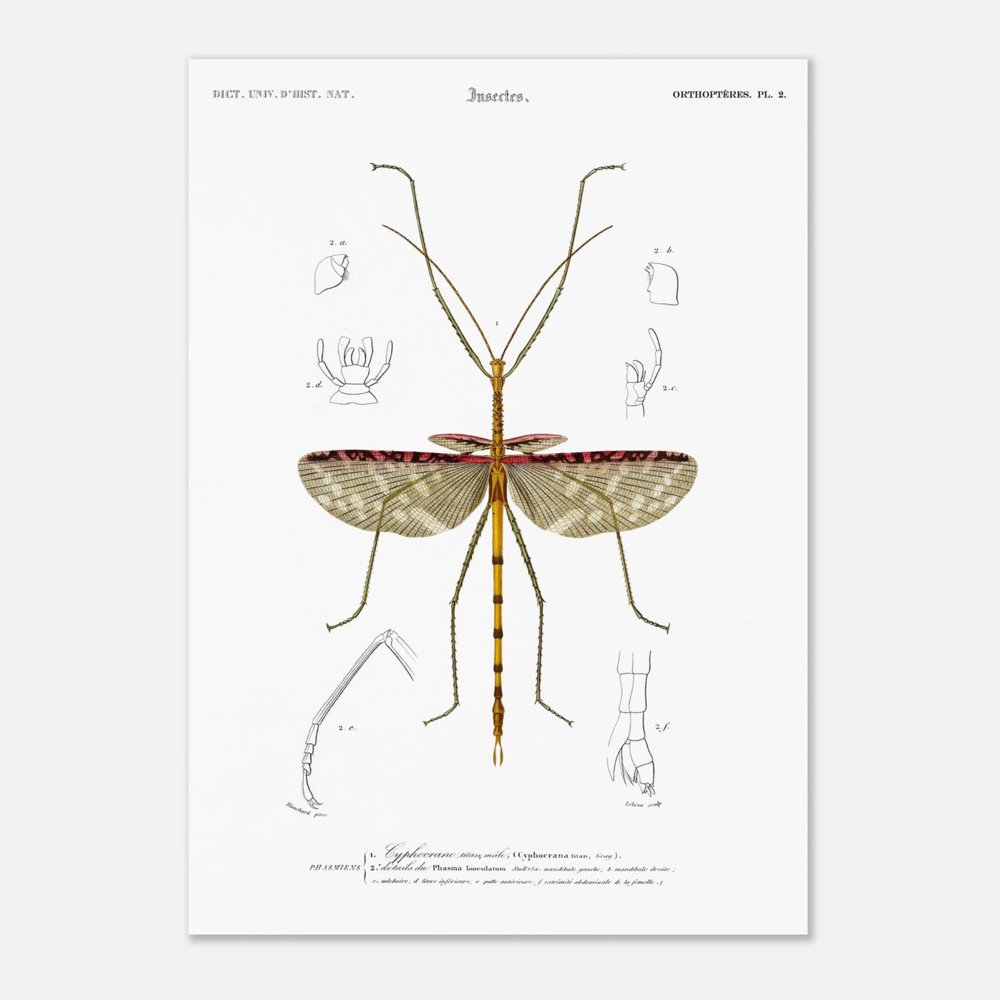 Illustration d'insecte : Cyphocrane Titan par Charles d'Orbigny (29,7x42 cm (A3)). Illustration scientifique d'un insecte long et fin, ressemblant à une branche, avec des détails anatomiques sur les ailes et les pattes.