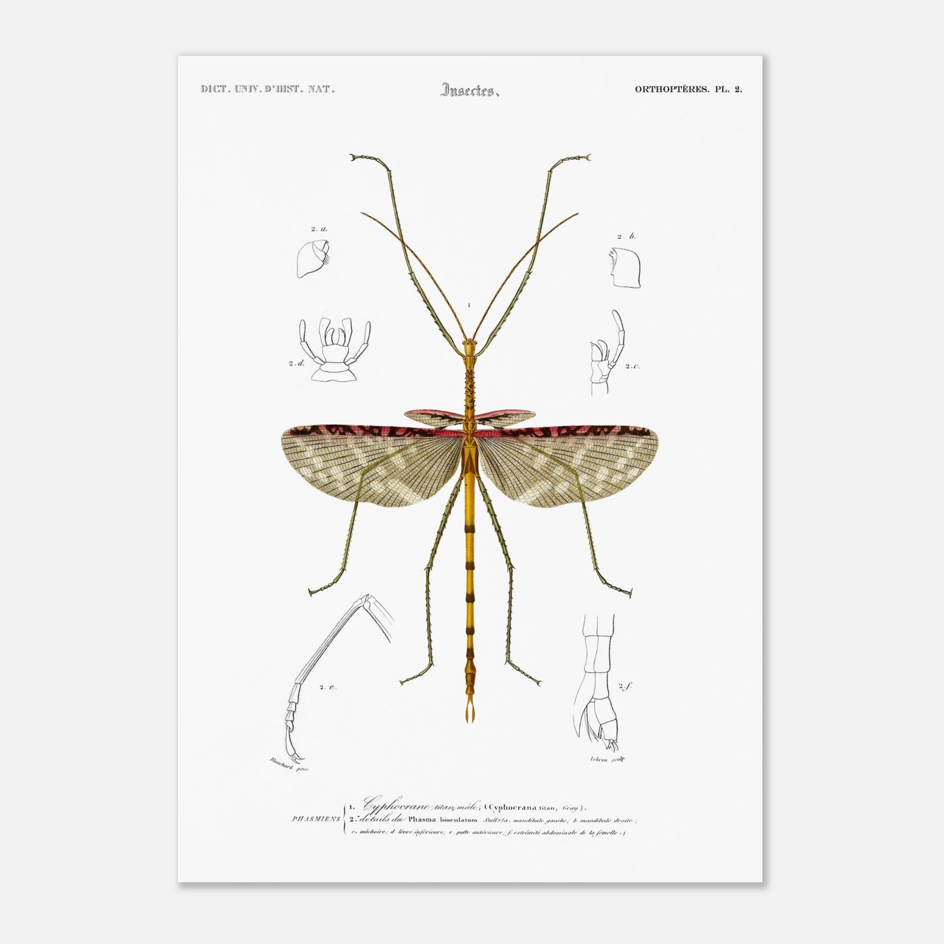Illustration d'insecte : Cyphocrane Titan par Charles d'Orbigny (29,7x42 cm (A3)). Illustration scientifique d'un insecte long et fin, ressemblant à une branche, avec des détails anatomiques sur les ailes et les pattes.