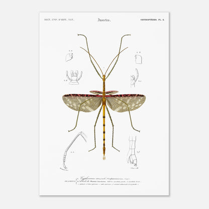 Illustration d'insecte : Cyphocrane Titan par Charles d'Orbigny (29,7x42 cm (A3)). Illustration scientifique d'un insecte long et fin, ressemblant à une branche, avec des détails anatomiques sur les ailes et les pattes.