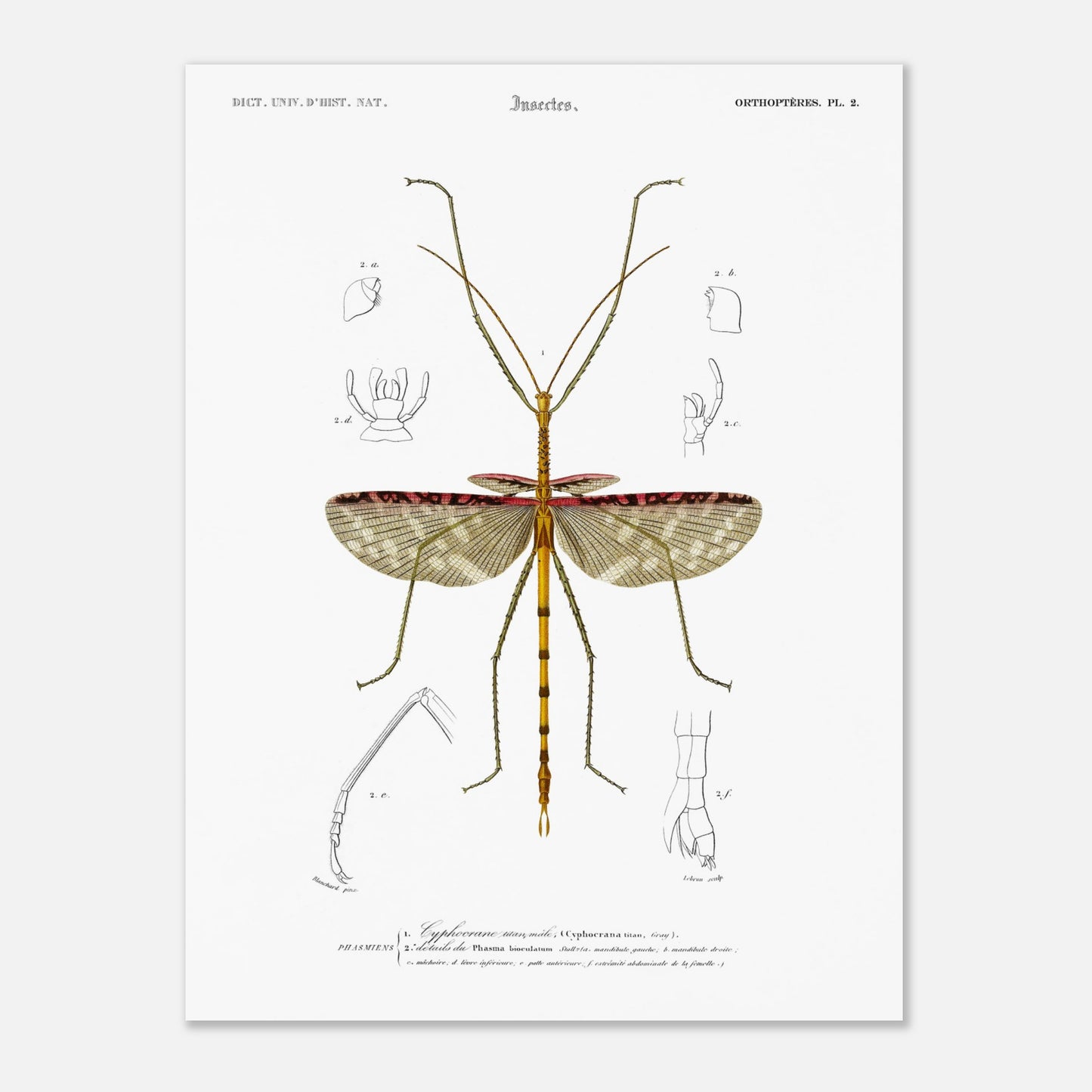 Illustration d'insecte : Cyphocrane Titan par Charles d'Orbigny (30x40 cm). Illustration scientifique d'un insecte long et fin, ressemblant à une branche, avec des détails anatomiques sur les ailes et les pattes.