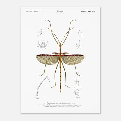Illustration d'insecte : Cyphocrane Titan par Charles d'Orbigny (30x40 cm). Illustration scientifique d'un insecte long et fin, ressemblant à une branche, avec des détails anatomiques sur les ailes et les pattes.