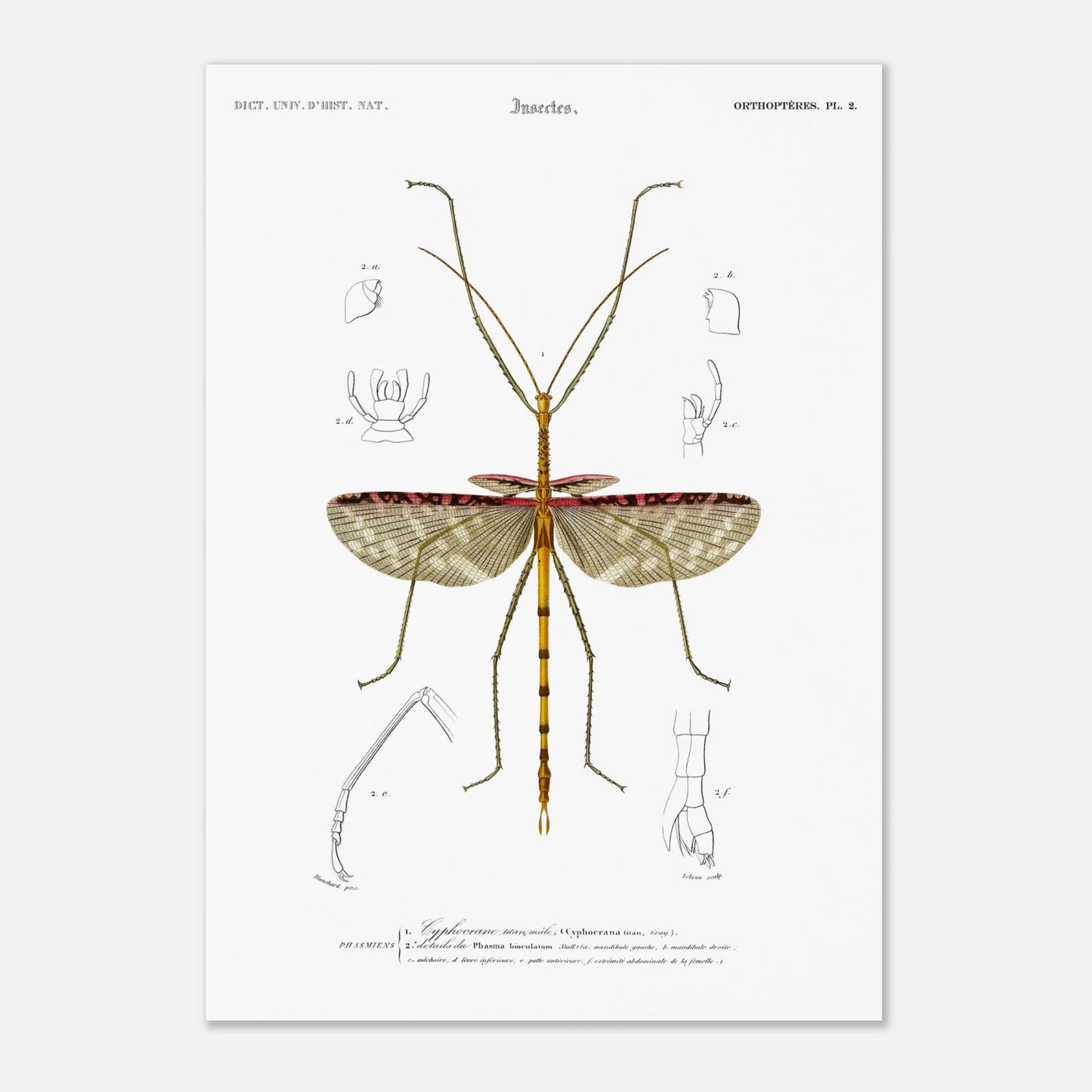 Illustration d'insecte : Cyphocrane Titan par Charles d'Orbigny. Illustration scientifique d'un insecte long et fin, ressemblant à une branche, avec des détails anatomiques sur les ailes et les pattes. Image d'illustration 4