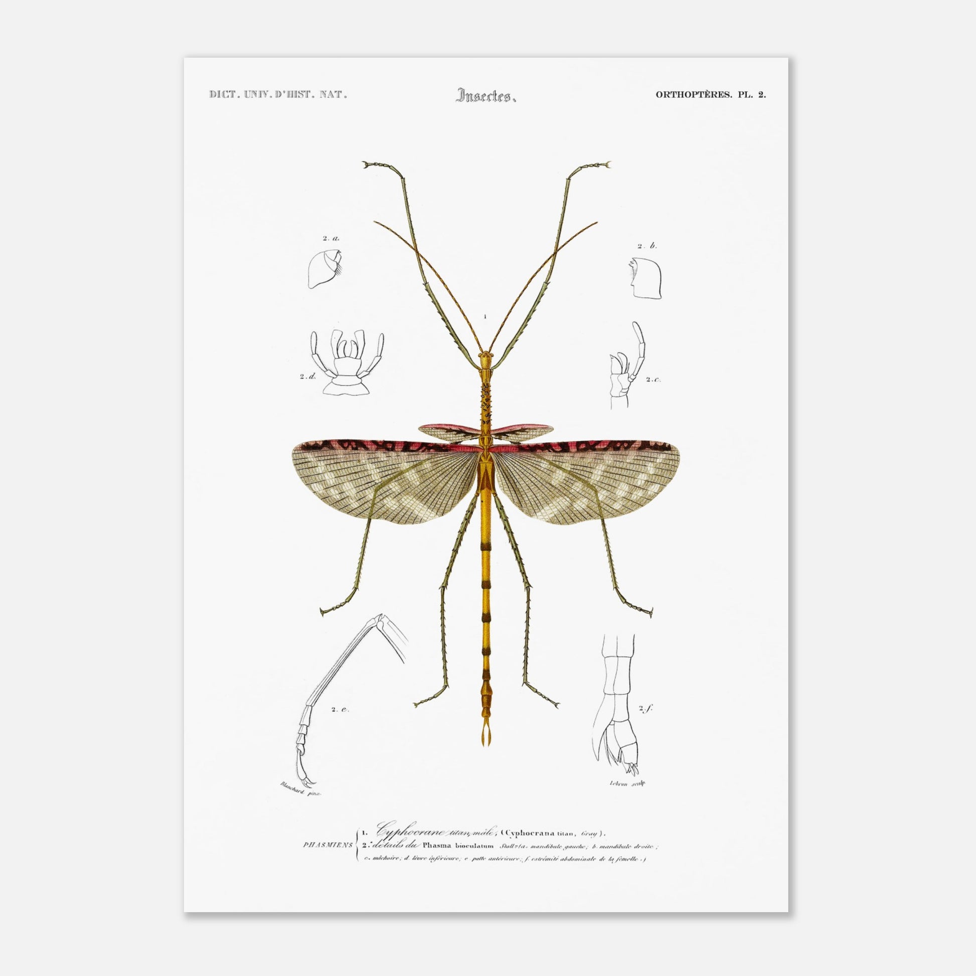 Illustration d'insecte : Cyphocrane Titan par Charles d'Orbigny. Illustration scientifique d'un insecte long et fin, ressemblant à une branche, avec des détails anatomiques sur les ailes et les pattes. Image d'illustration 4