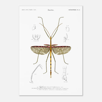Illustration d'insecte : Cyphocrane Titan par Charles d'Orbigny. Illustration scientifique d'un insecte long et fin, ressemblant à une branche, avec des détails anatomiques sur les ailes et les pattes. Image d'illustration 4