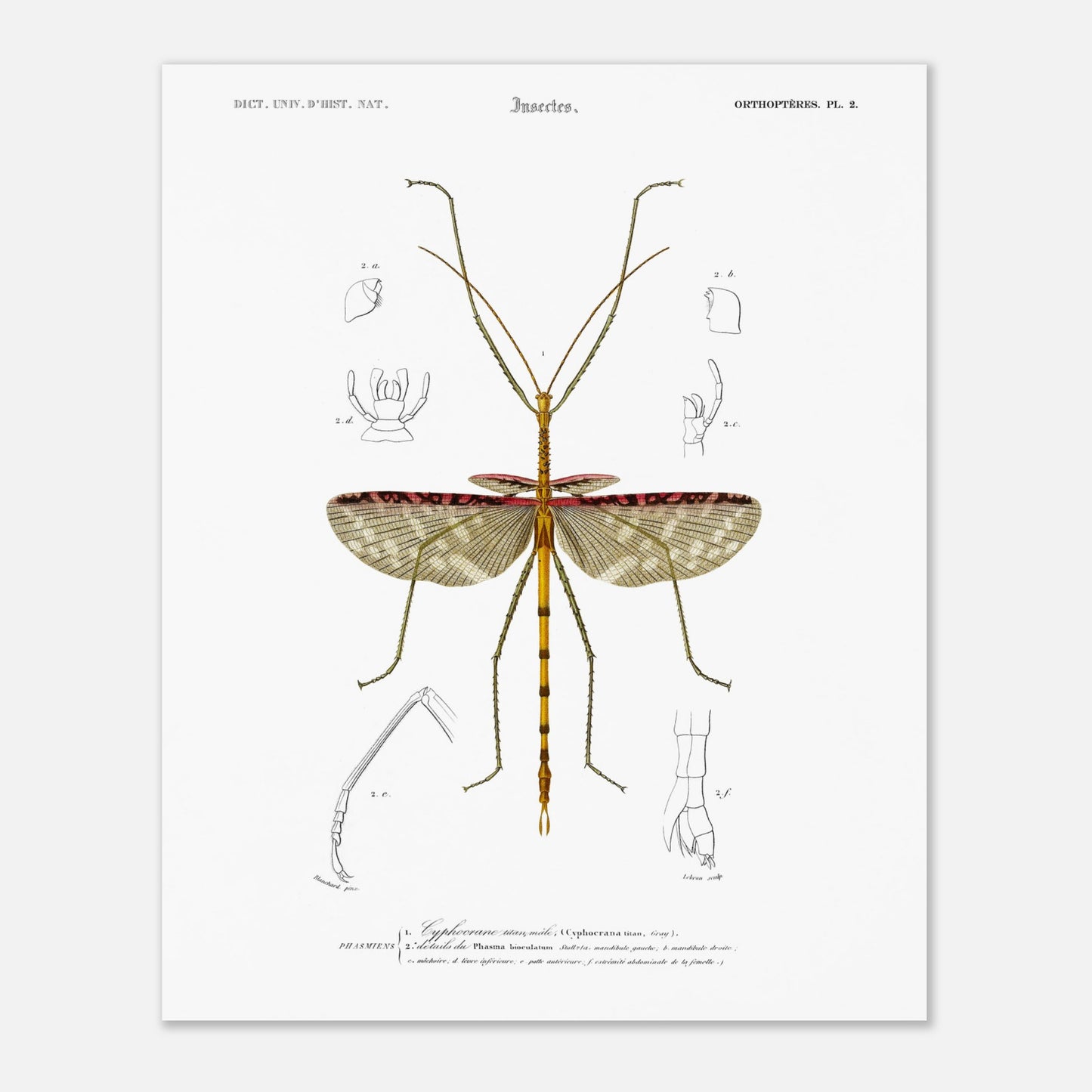Illustration d'insecte : Cyphocrane Titan par Charles d'Orbigny (40x50 cm). Illustration scientifique d'un insecte long et fin, ressemblant à une branche, avec des détails anatomiques sur les ailes et les pattes.