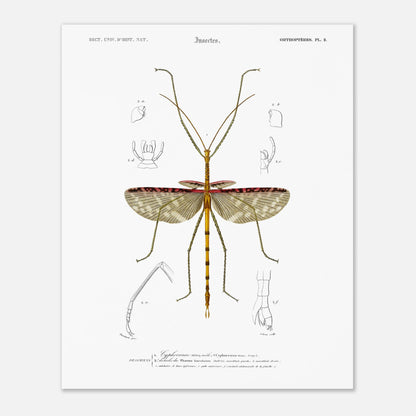 Illustration d'insecte : Cyphocrane Titan par Charles d'Orbigny (40x50 cm). Illustration scientifique d'un insecte long et fin, ressemblant à une branche, avec des détails anatomiques sur les ailes et les pattes.