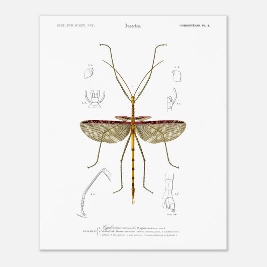 Illustration d'insecte : Cyphocrane Titan par Charles d'Orbigny (40x50 cm). Illustration scientifique d'un insecte long et fin, ressemblant à une branche, avec des détails anatomiques sur les ailes et les pattes.