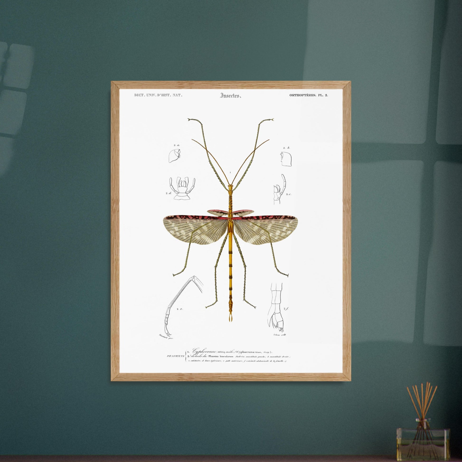 Illustration d'insecte : Cyphocrane Titan par Charles d'Orbigny. Illustration scientifique d'un insecte long et fin, ressemblant à une branche, avec des détails anatomiques sur les ailes et les pattes. Image d'illustration 5
