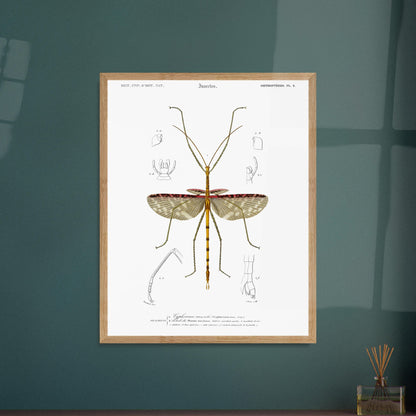 Illustration d'insecte : Cyphocrane Titan par Charles d'Orbigny. Illustration scientifique d'un insecte long et fin, ressemblant à une branche, avec des détails anatomiques sur les ailes et les pattes. Image d'illustration 5