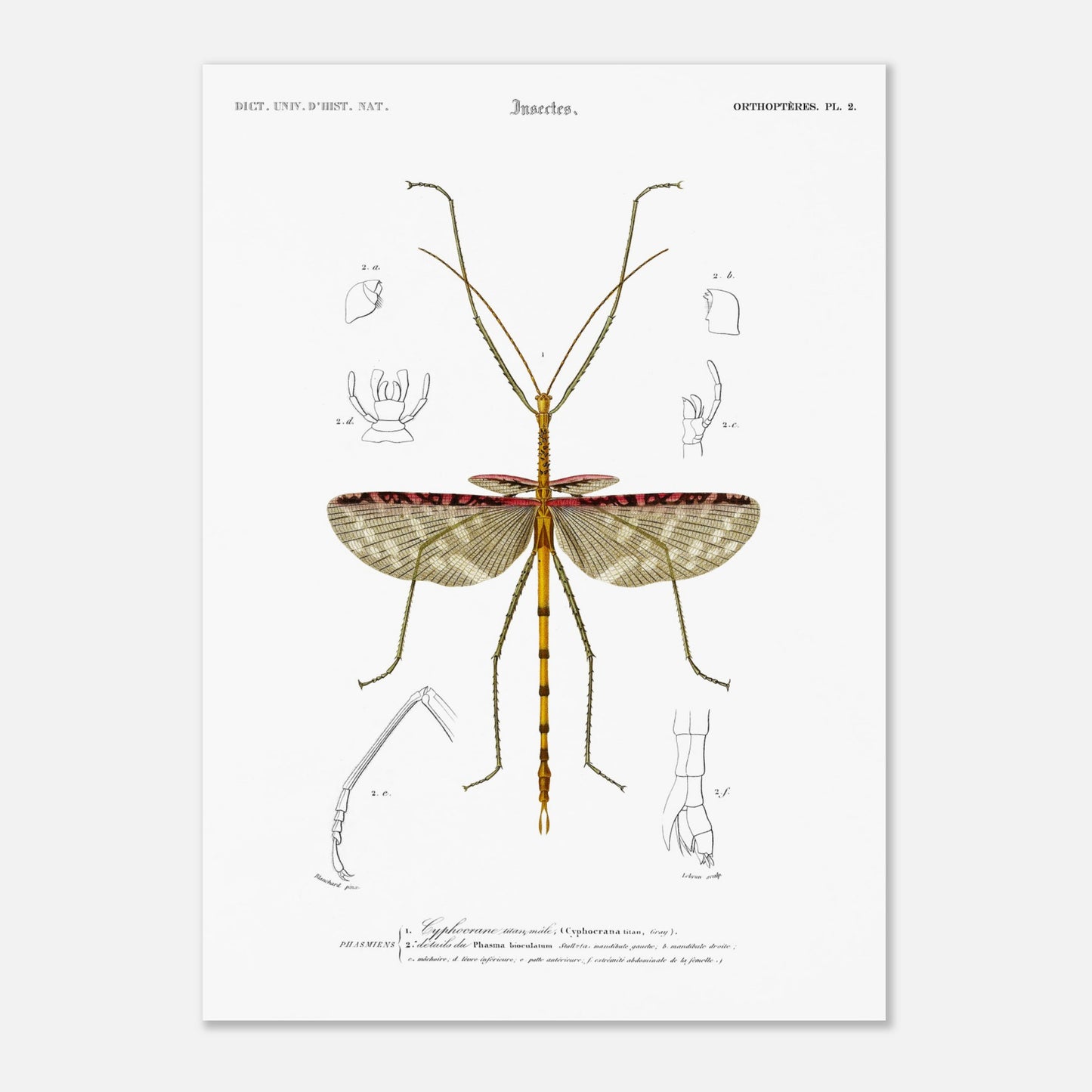 Illustration d'insecte : Cyphocrane Titan par Charles d'Orbigny (50x70 cm). Illustration scientifique d'un insecte long et fin, ressemblant à une branche, avec des détails anatomiques sur les ailes et les pattes.